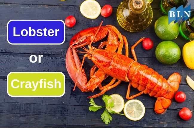 Here Are What Distinguishes Lobster From Crayfish